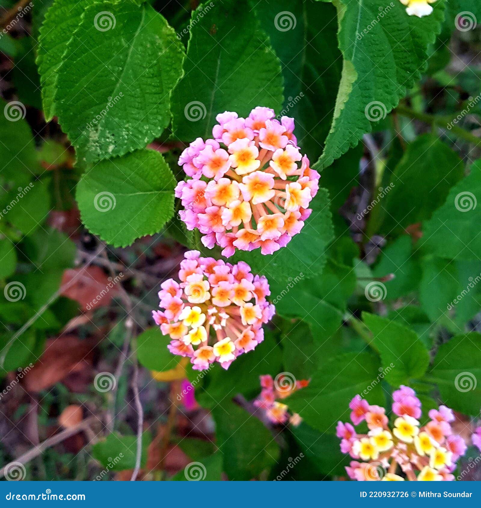 lantana camara common lantana